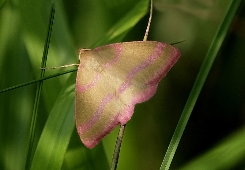 Lythria purpuraria. No, Rhodostrophia calabra - Geometridae